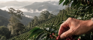 Elisir Caffè Miscela Sublime